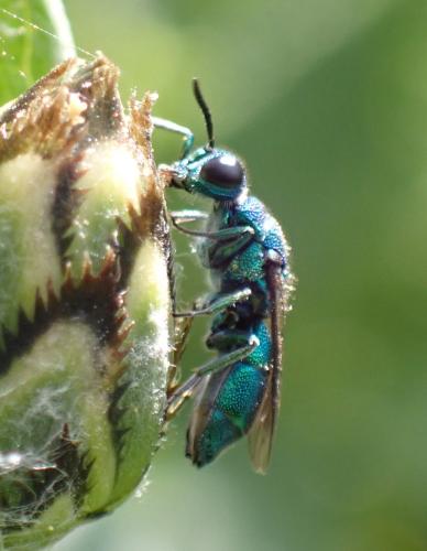 Trichrysis cyanea